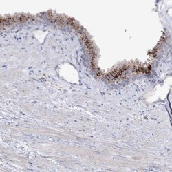SIAE Antibody, Novus Biologicals 0.1mL; Unlabeled:Antibodies, Polyclonal